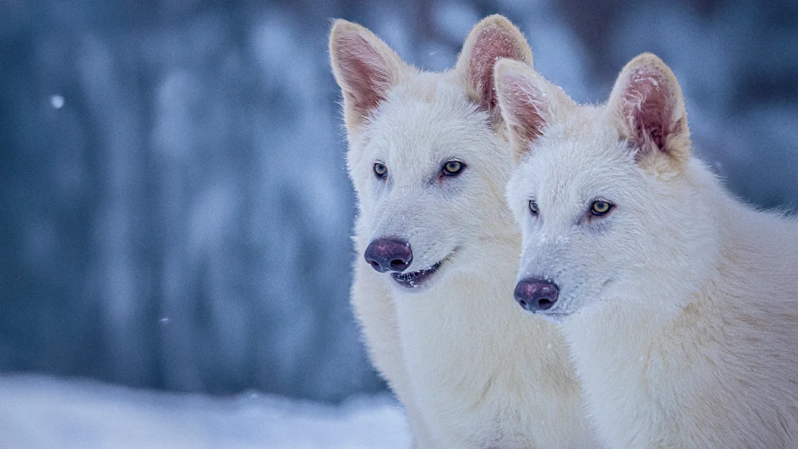 Dire Wolves Are Back