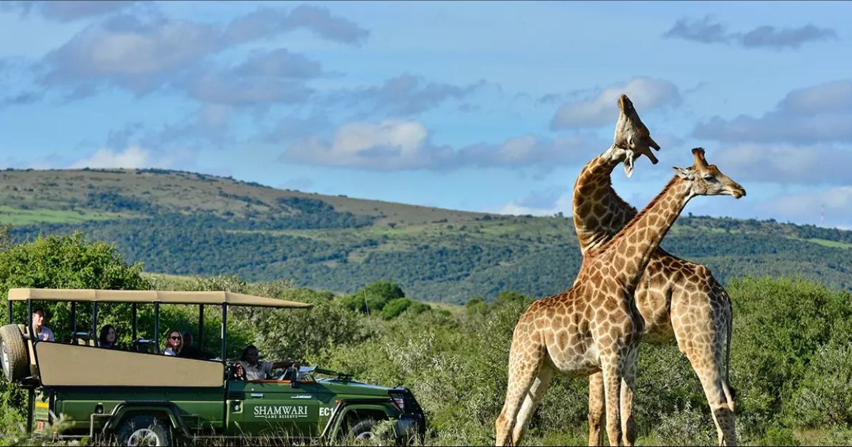 Exclusive African Safaris: Your Ultimate Guide