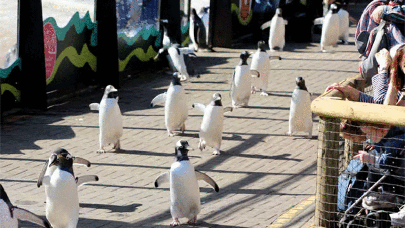 Edinburgh Zoo Cancels Penguin Parade Over Bird Flu Fears