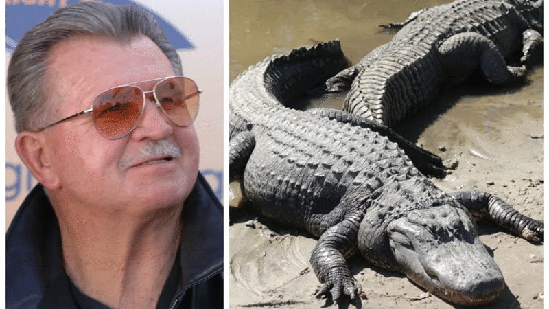 Chicago Bears coach Mike Ditka started a pre-game tradition of eating alligator before a Tampa Buccaneers game in 1983. Credit: Wikimedia Commons